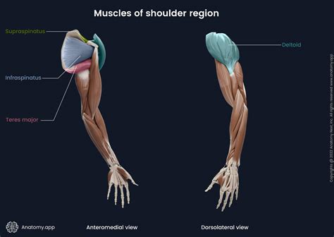 Supraspinatus Muscle