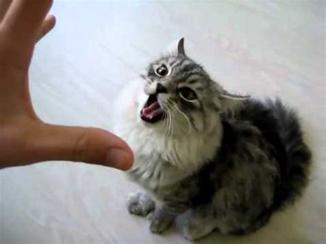 My Funny Screaming Cat - YouTube