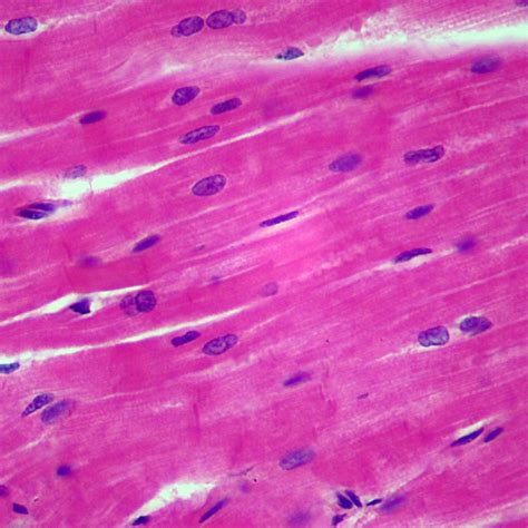 Skeletal Muscle Cells Under Microscope