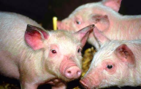 Porcine Reproductive And Respiratory Syndrome; Blue-Eared Pig Disease; Mystery Swine Disease ...