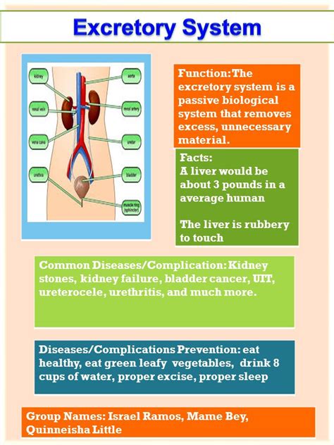 Directions: Today you will be making a poster on the body system/organ that your group was ...