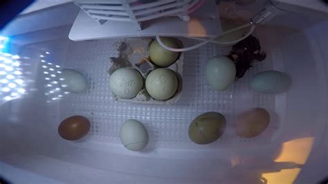 Timelapse Egg Hatching - YouTube