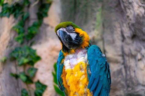 Why Do Parrots Pluck Their Feathers? Vet-Reviewed Reasons & Solutions | Pet Keen