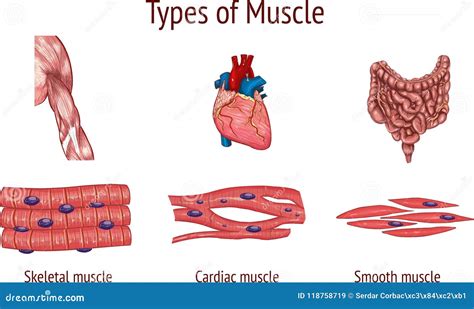 Vector Illustration of a Types of Muscle Stock Vector - Illustration of healthcare, comparison ...