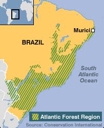 BBC NEWS | Science/Nature | 'Noah's Ark' forest clings on in Brazil