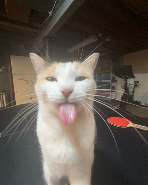 Milly the Cat Tongue Photo | BLEHHHHH :P Cat | Know Your Meme