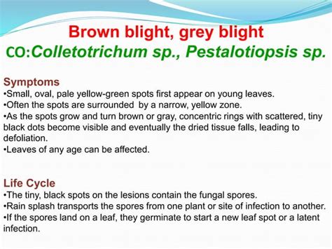 Diseases of tea | PPT