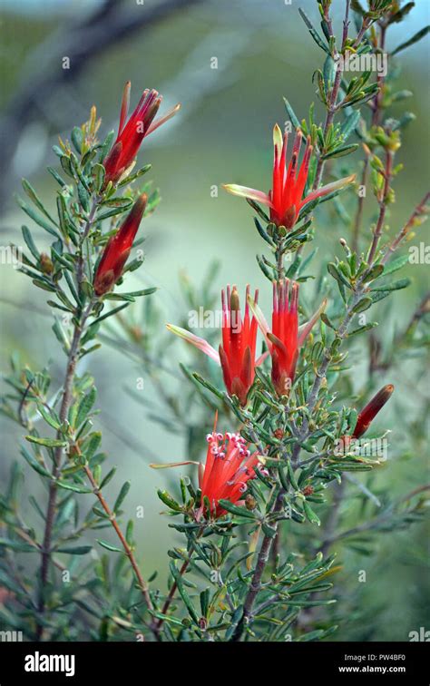 Red flowers of the Australian native Mountain Devil, Lambertia formosa ...