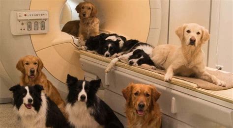 Dogs’ Brains Respond to People’s Voices the Same Way We Do, MRI study shows