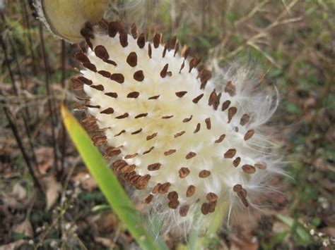 The Amazing Ways That Plants Disperse Seeds | Old Farmer's Almanac