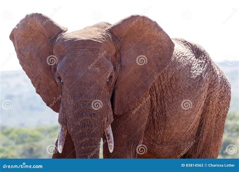 Bush Elephant with Big Ears Stock Photo - Image of dust, forest: 83814562