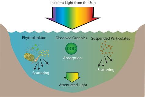 Underwater Light and Seagrass | Ecosystems on the Edge