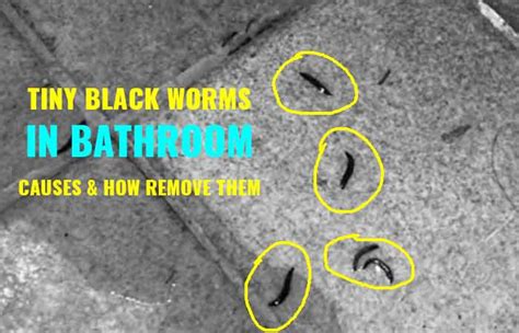 Little Tiny Black Worms in the Shower-Causes & How to Get Rid - Toiletseek