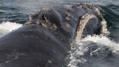 For The First Time Ever, Marine Biologists Managed To Record A Song By The Rarest Whales On The ...