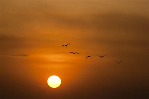 Birds Flying at The Time of Sunset | Wallpapers Share