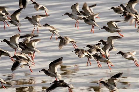 Redshank In Flight Photograph by Neil R Finlay