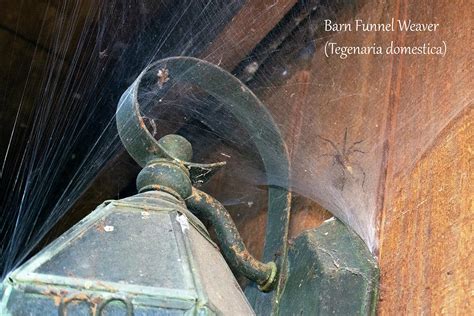 Barn Funnel Weaver Spider Photograph by Mark Berman