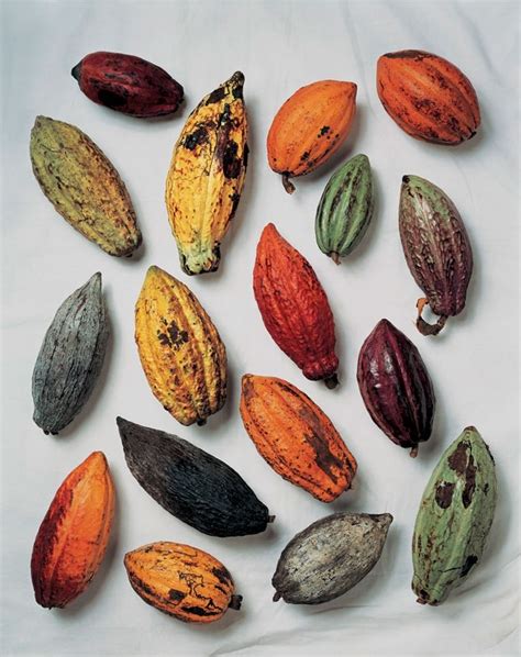 Cacao pods | Natural wonders | Pinterest