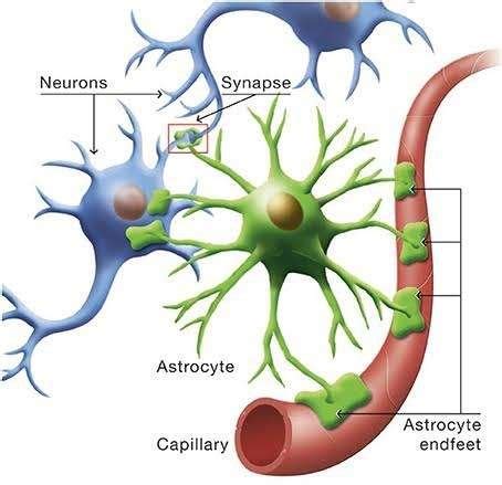 Shows astrocytes function [7]. | Download Scientific Diagram