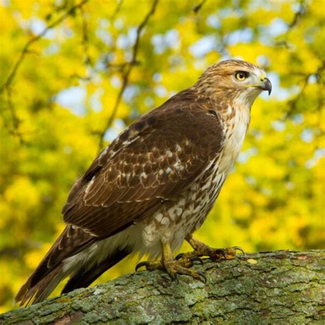 Red-Tailed Hawk - Covenant Wildlife