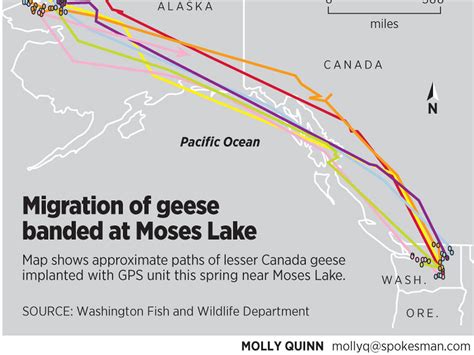 Geese Migration Patterns