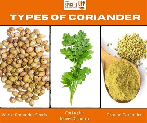 What is Coriander Seed used for in cooking? - Spiceitupp