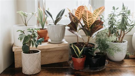 12 Low-Maintenance Houseplants Even Beginners Can Keep Alive | Allure