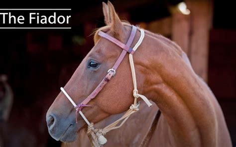 The Fiador—How to Attach the Fiador to Your Hackamore - Quarter Horse News