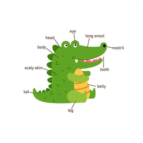 Premium Vector | Illustration of crocodile vocabulary part of body.vector