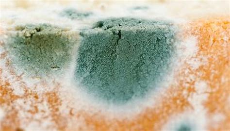 What Is the Difference Between White & Green Mold? | Sciencing