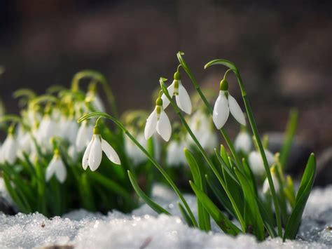 Snowdrop Flowers - How To Plant And Care For Snowdrops