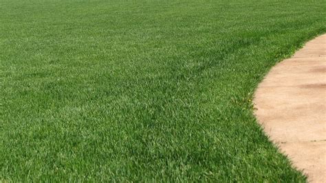 Spring lawn care: Reseeding tips to fix bare spots, thin grass stands