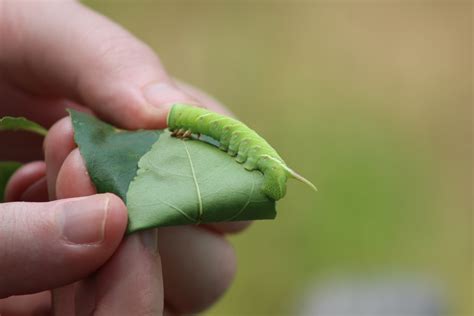 Waved Sphinx Caterpillar On Leaf 2 Free Stock Photo - Public Domain Pictures