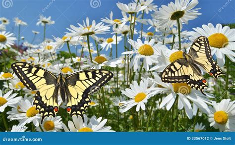 Daisies with Swallowtail Butterflies Stock Photo - Image of isolated ...