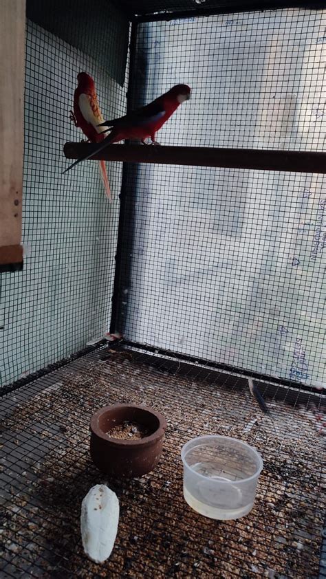 4 year old Rosella breeding pair available – Pets.shok.lk