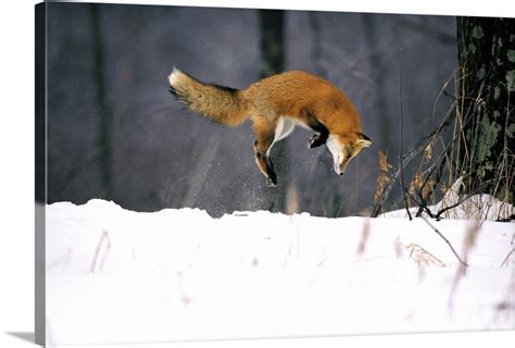 Red Fox Jumping In The Snow Wall Art, Canvas Prints, Framed Prints, Wall Peels | Great Big Canvas