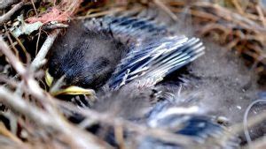 Blue Jay Egg Color: How Many Are There? | Birds Tracker