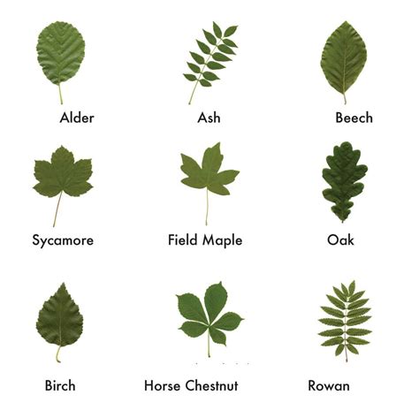 british trees leaves identification - Google Search | Tree leaf ...