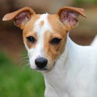 Rat Terrier Rescue ― ADOPTIONS