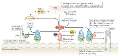 Analysis of Lipoprotein(a) Receptors: Roles in Catabolism and Pericellular Plasminogen ...