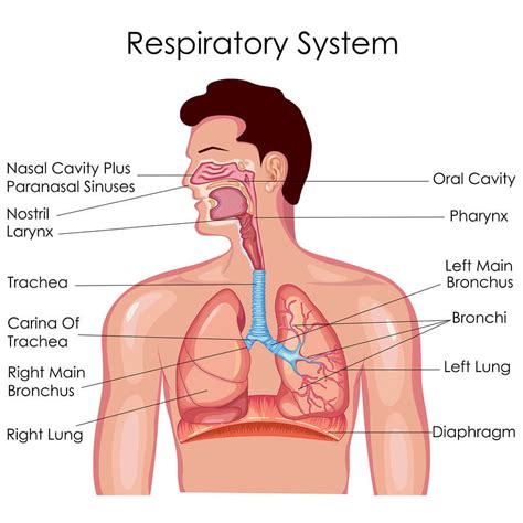 Respiratory Diagram And Functions Respiratory Function Thora