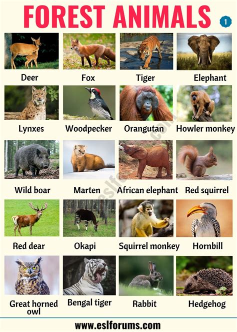 All Animals Names List