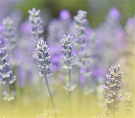 Lavender Field.. Photograph by Juliana Nan - Pixels