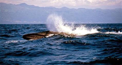 Sei Whale – "OCEAN TREASURES" Memorial Library