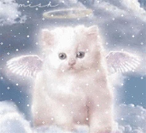 Cat Cute GIF - Cat Cute Angel - Discover & Share GIFs | Gatos bonitos, Gatitos adorables ...