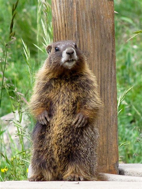 Fat Marmot Population Explodes | WIRED