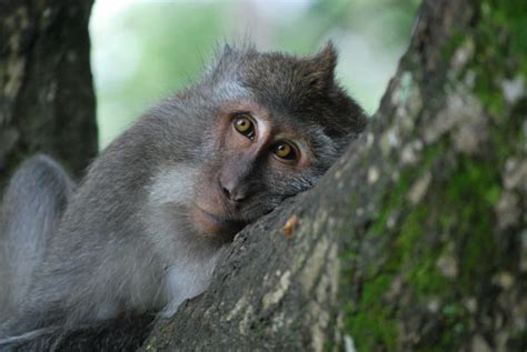 Monkey sleep, monkey do: how primates choose their trees