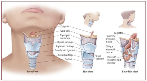 How Your Voice Works - Dysphonia International