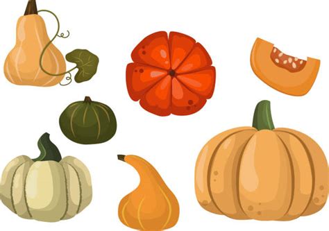 Best Pumpkin Cartoon Squash Vector Illustrations, Royalty-Free Vector Graphics & Clip Art - iStock