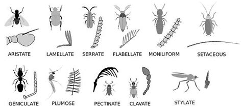 Insect antenna forms - BugGuide.Net